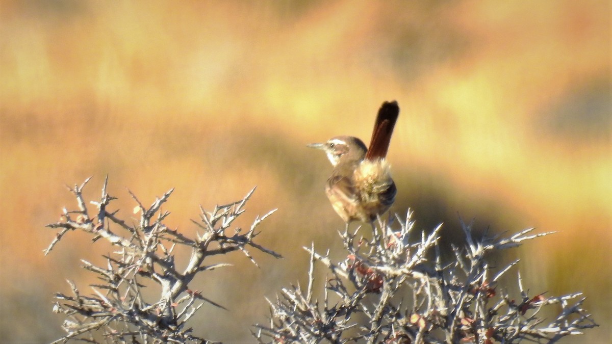 Band-tailed Earthcreeper - Pablo Alejandro Pla