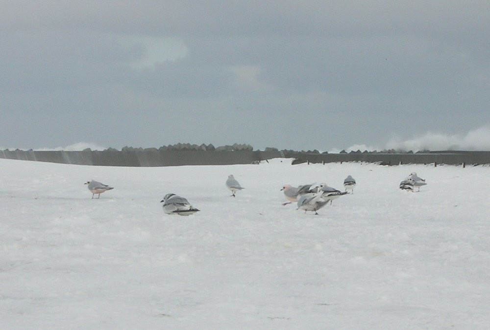 Ross's Gull - ML152738821