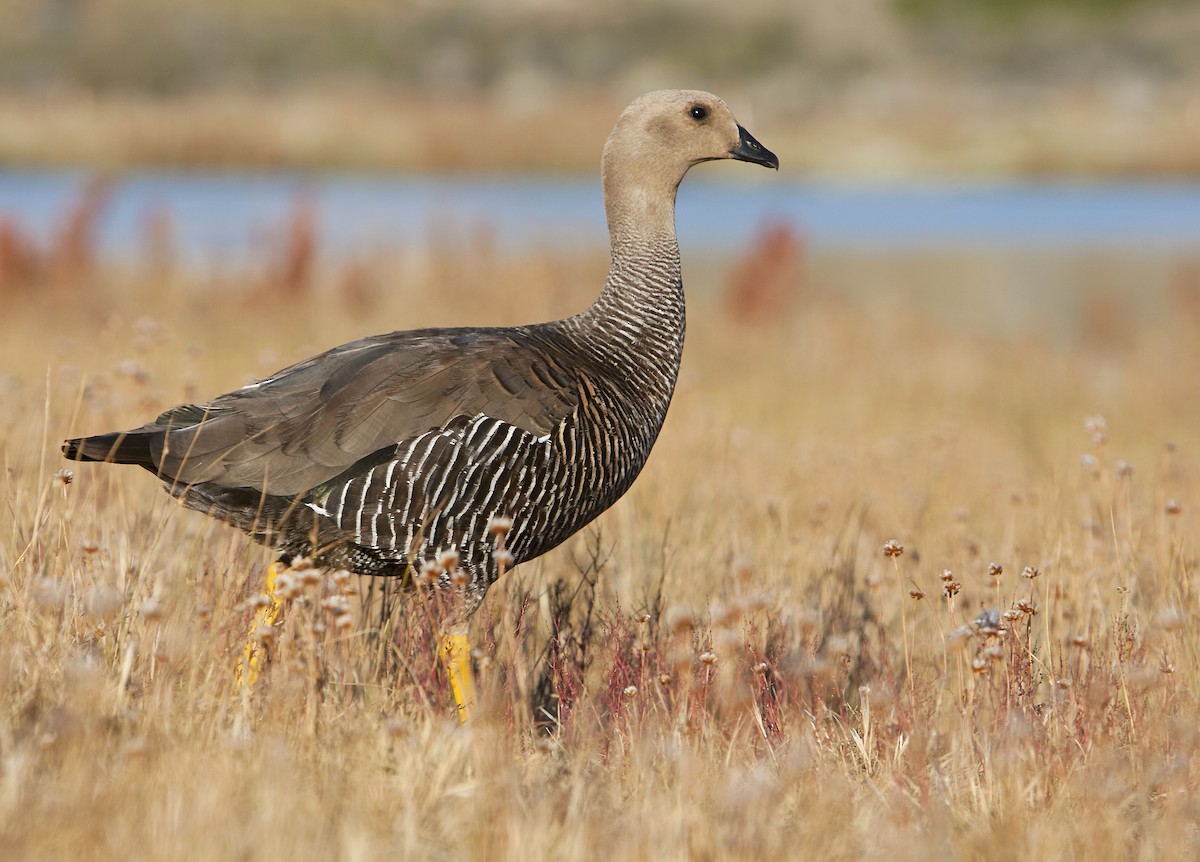 Upland Goose - ML152738881