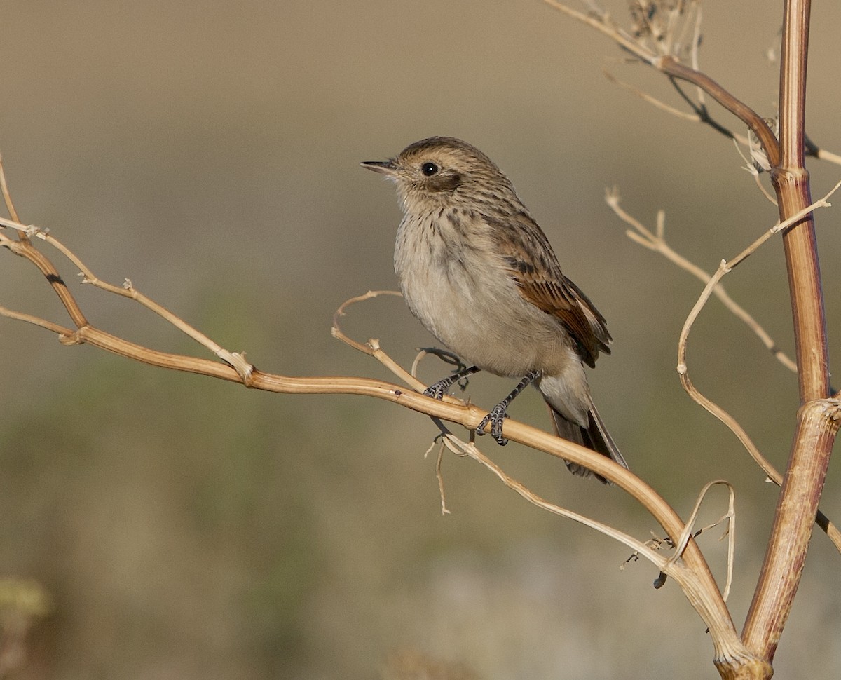 Spectacled Tyrant - ML152738911