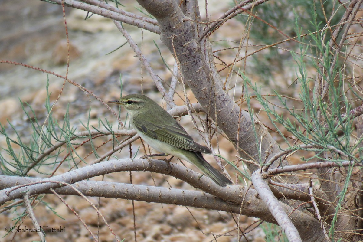 Willow Warbler - ML152739081