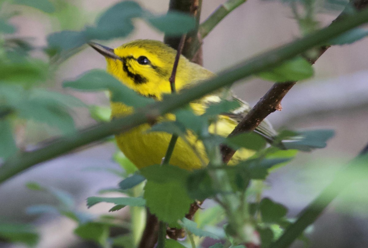 Prairie Warbler - ML152739471