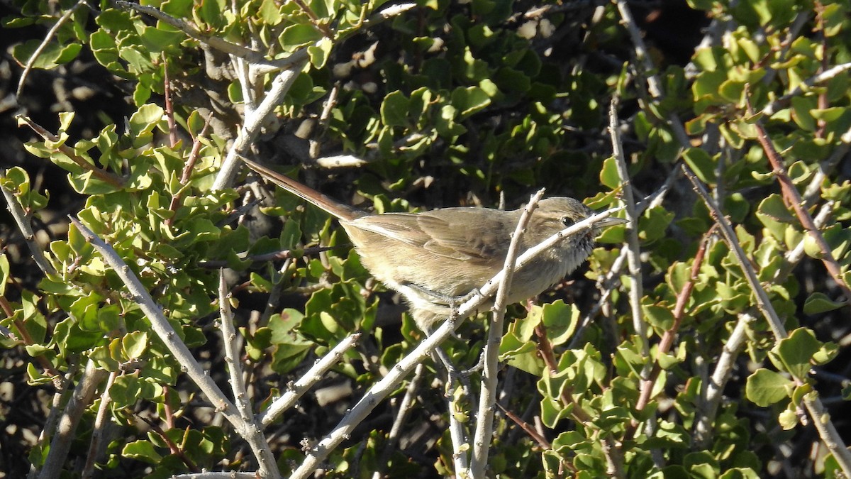 Canastero Pálido - ML152740551