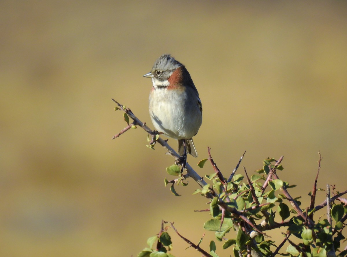 Rufous-collared Sparrow - ML152740561