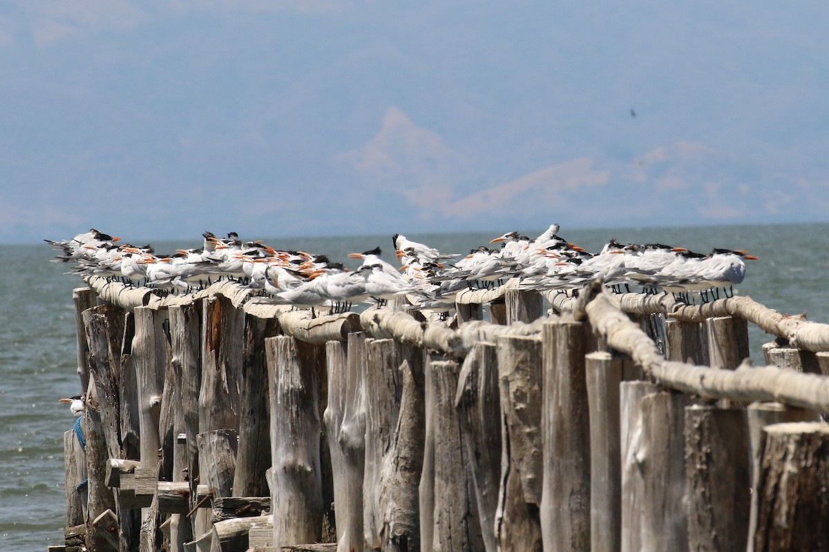 Royal Tern - ML152740731