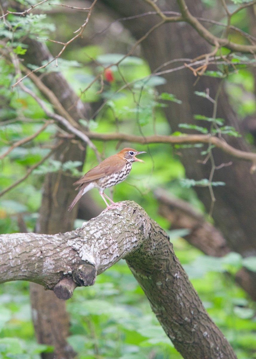 Wood Thrush - Jon Cefus