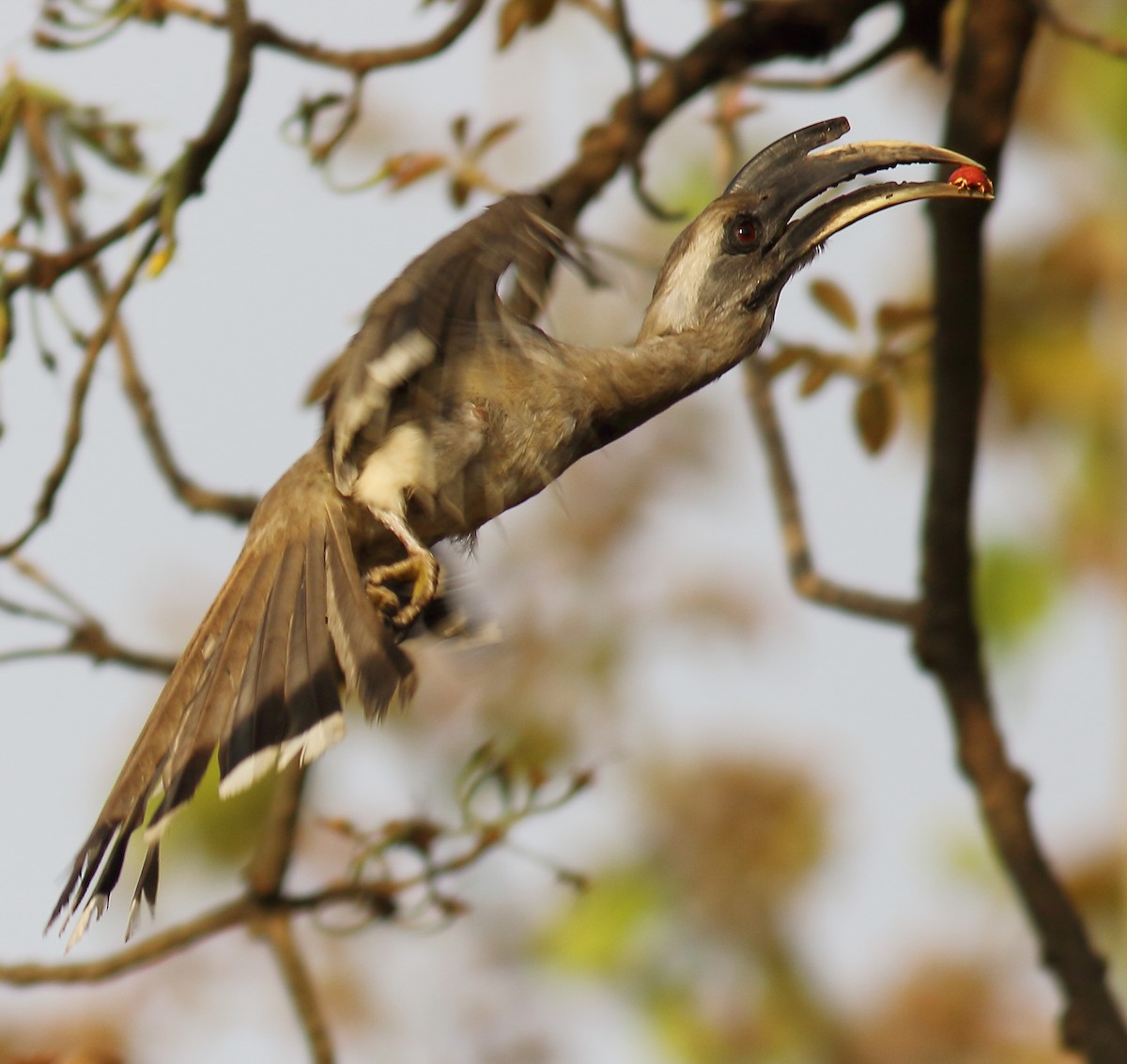 Indian Gray Hornbill - ML152741001