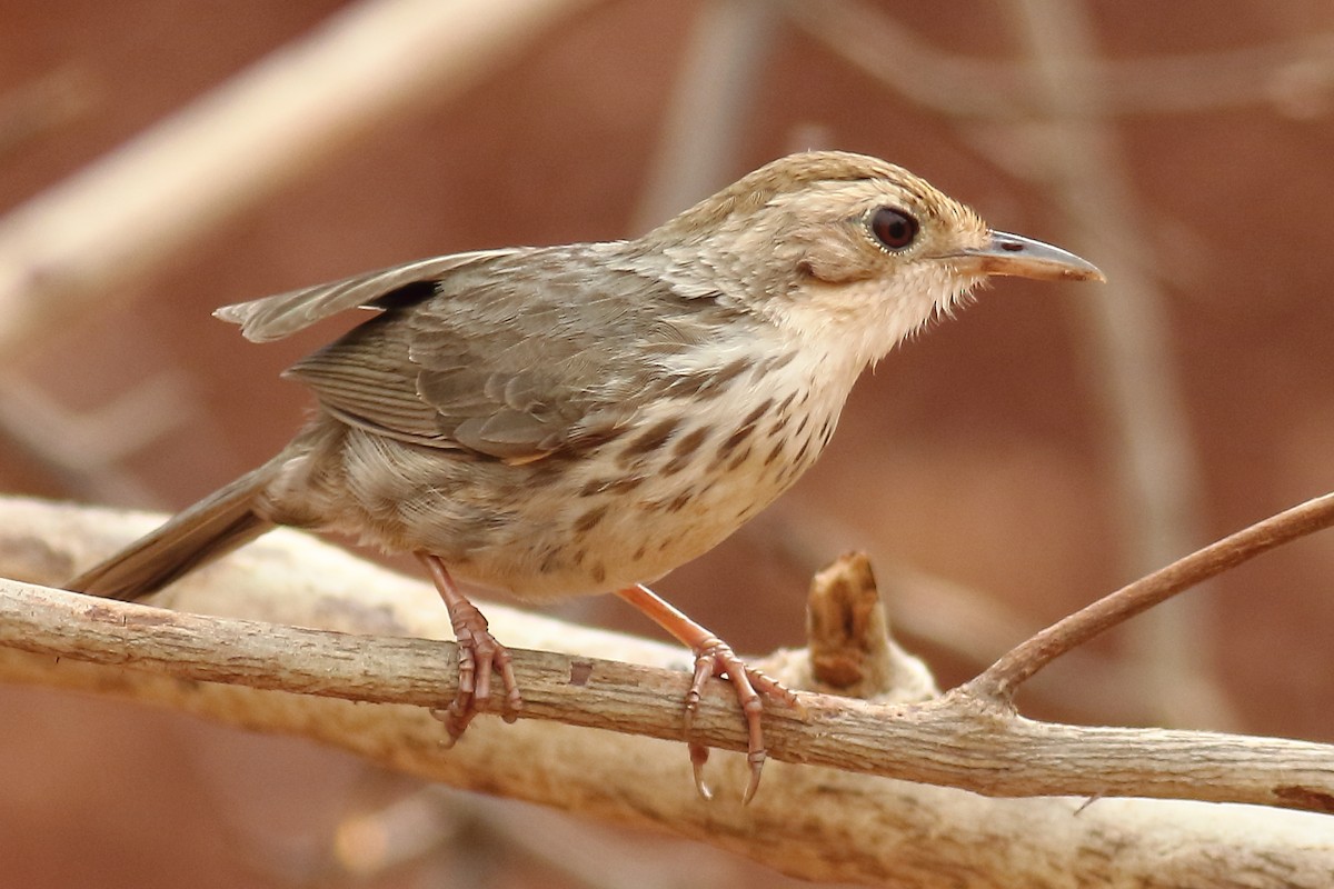 Puff-throated Babbler - ML152741251