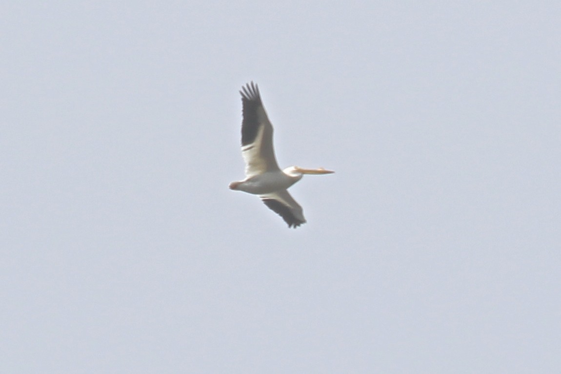 American White Pelican - ML152741391