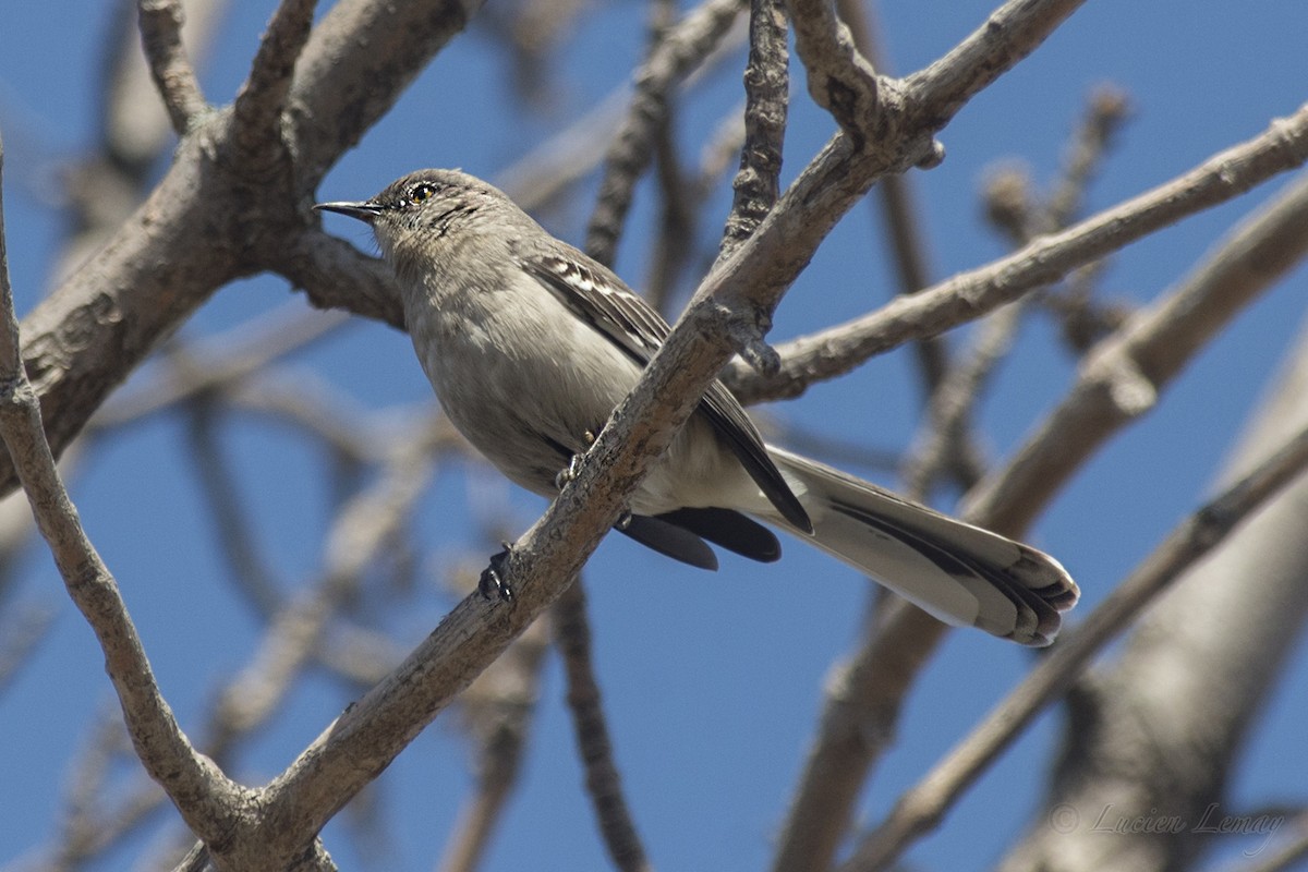 Northern Mockingbird - ML152741421