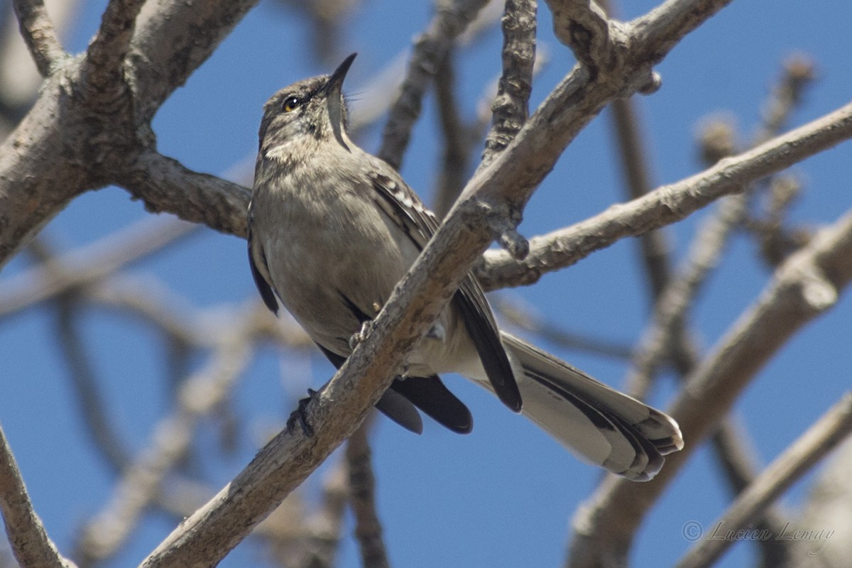 Northern Mockingbird - ML152741461