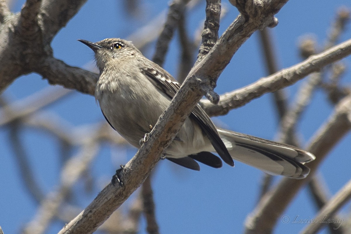 Northern Mockingbird - ML152741491