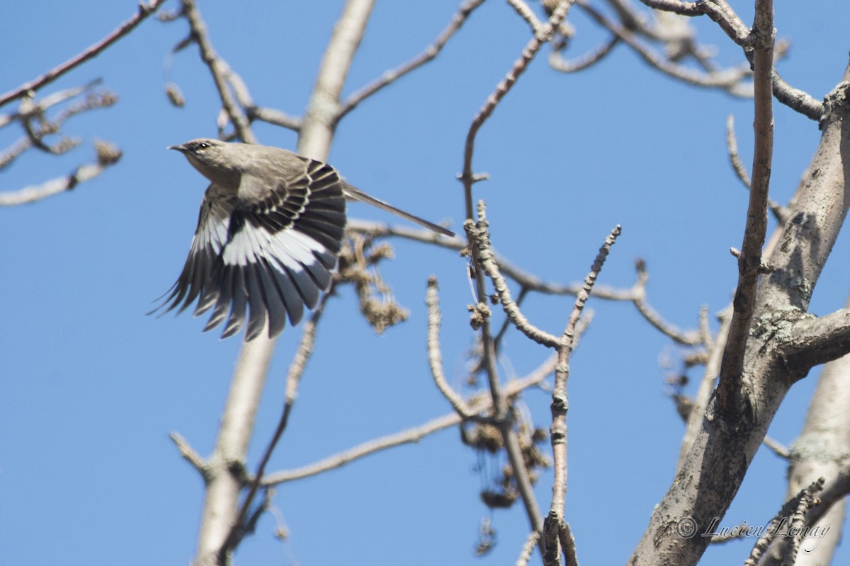 Northern Mockingbird - ML152741541