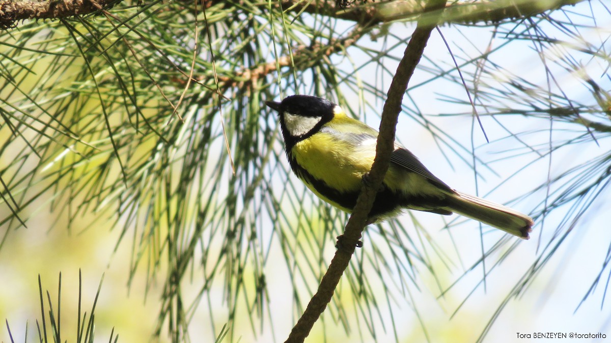 Great Tit - ML152741621