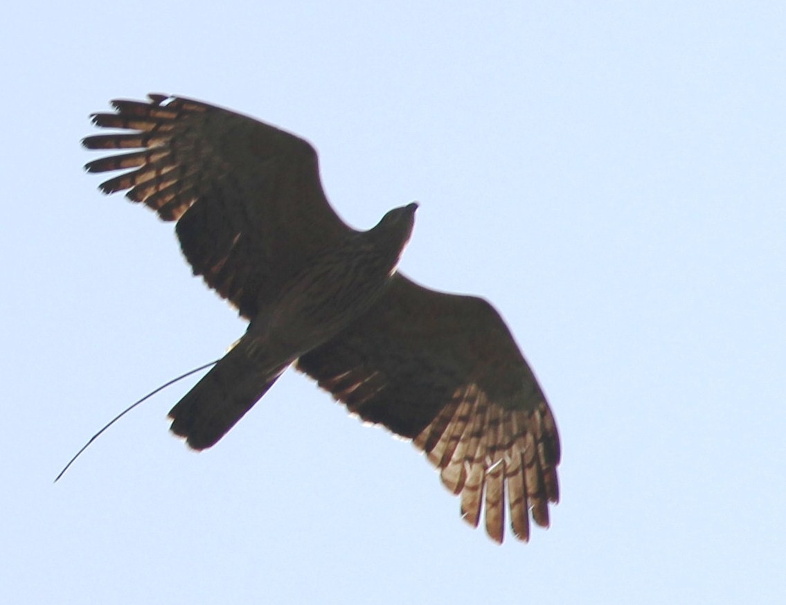 Oriental Honey-buzzard - ML152742191