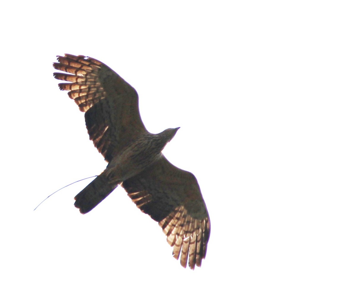 Oriental Honey-buzzard - ML152742201