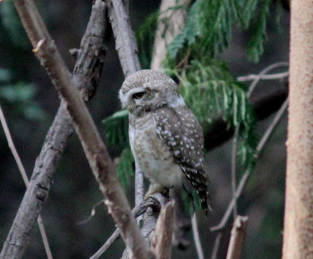 Spotted Owlet - ML152742271