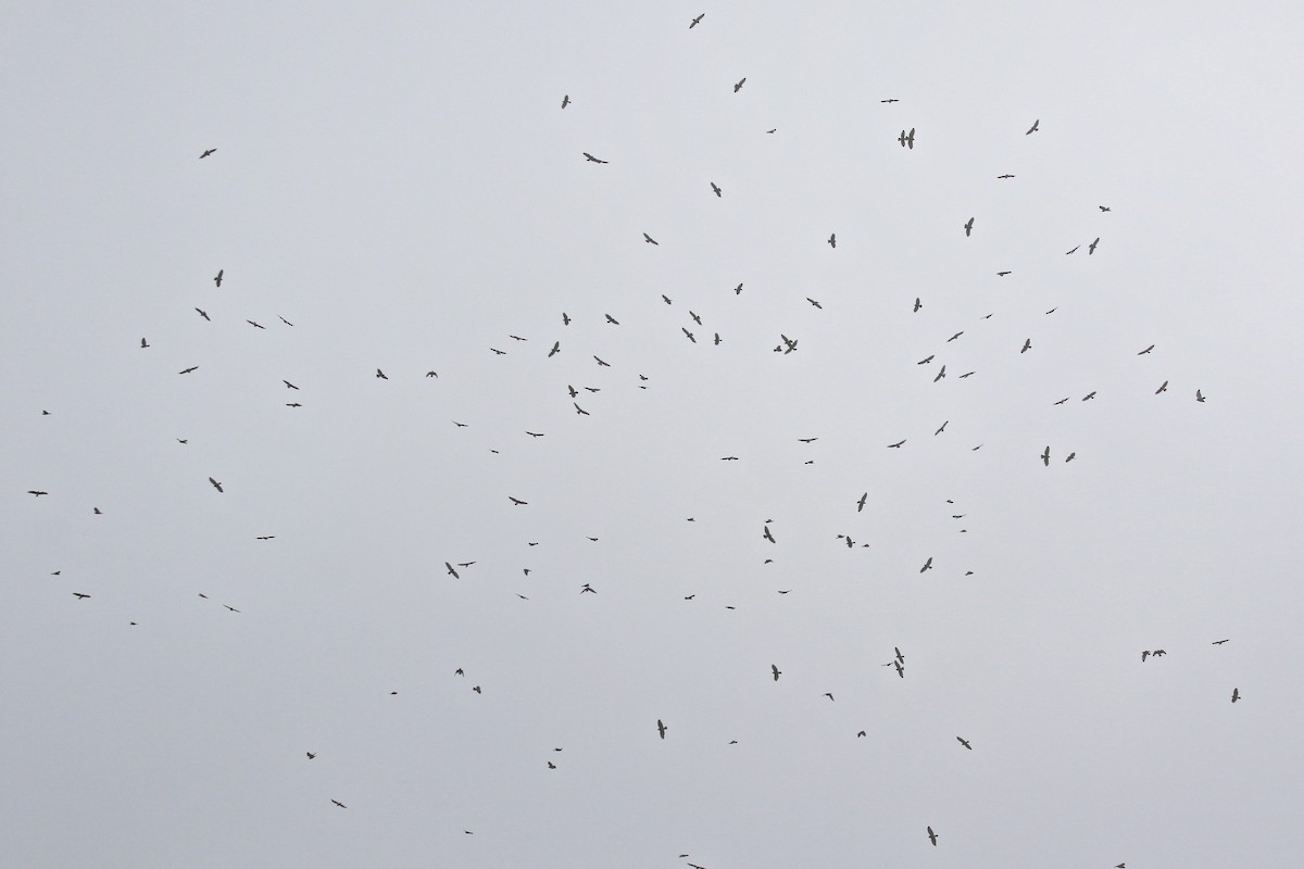 Broad-winged Hawk - ML152742481