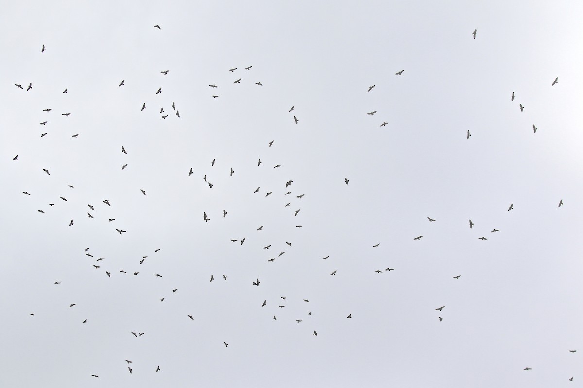 Broad-winged Hawk - Karl Bardon