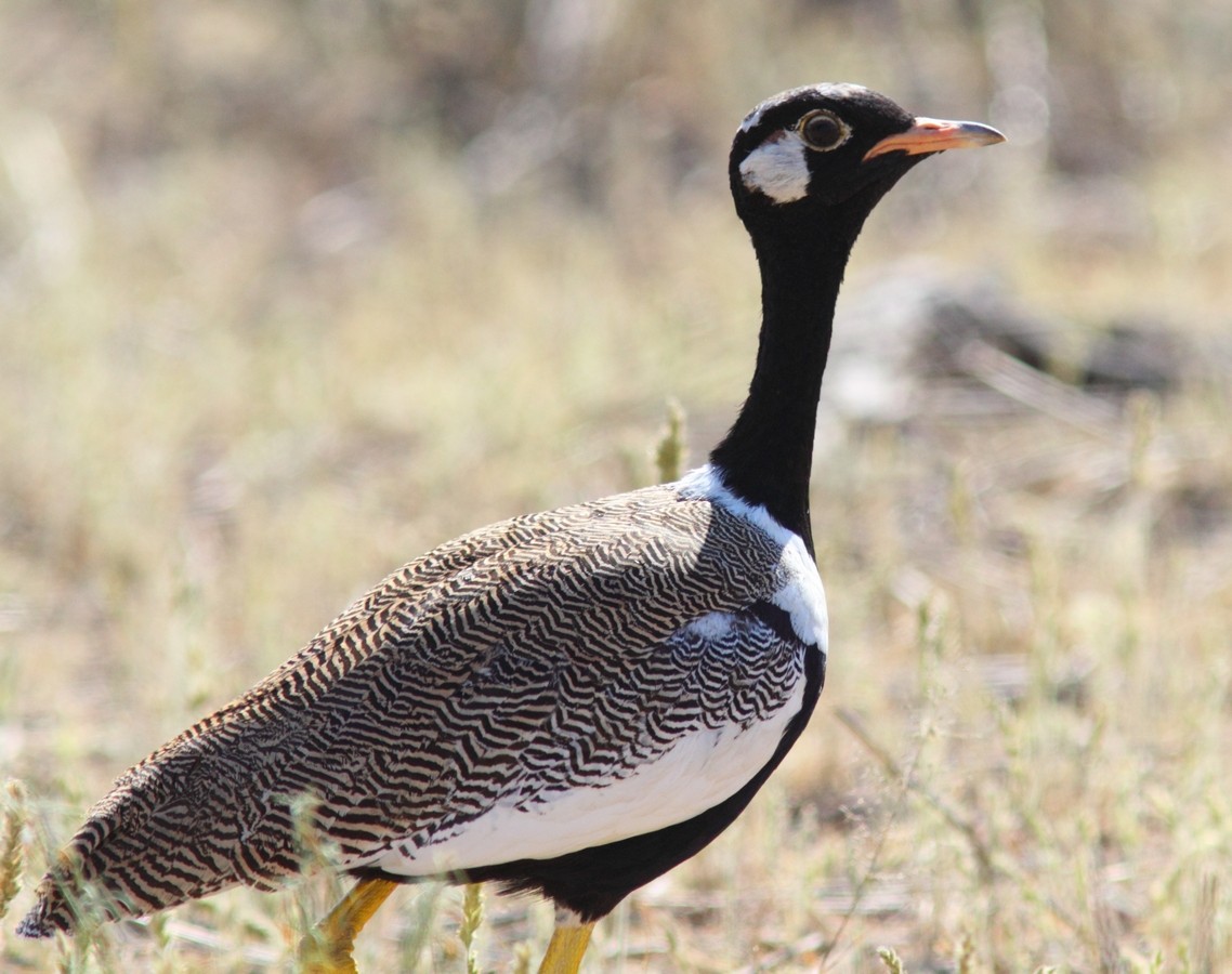 White-quilled Bustard - ML152742721