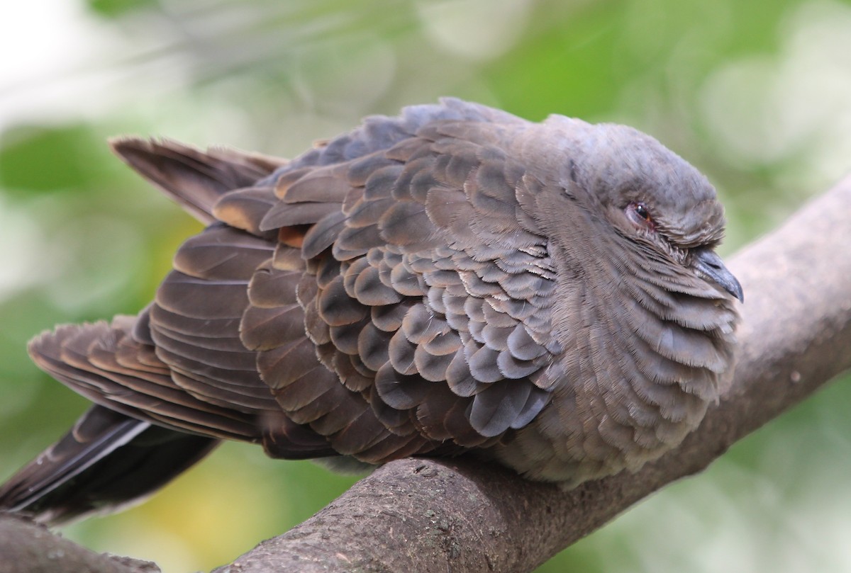 Dusky Turtle-Dove - ML152742871