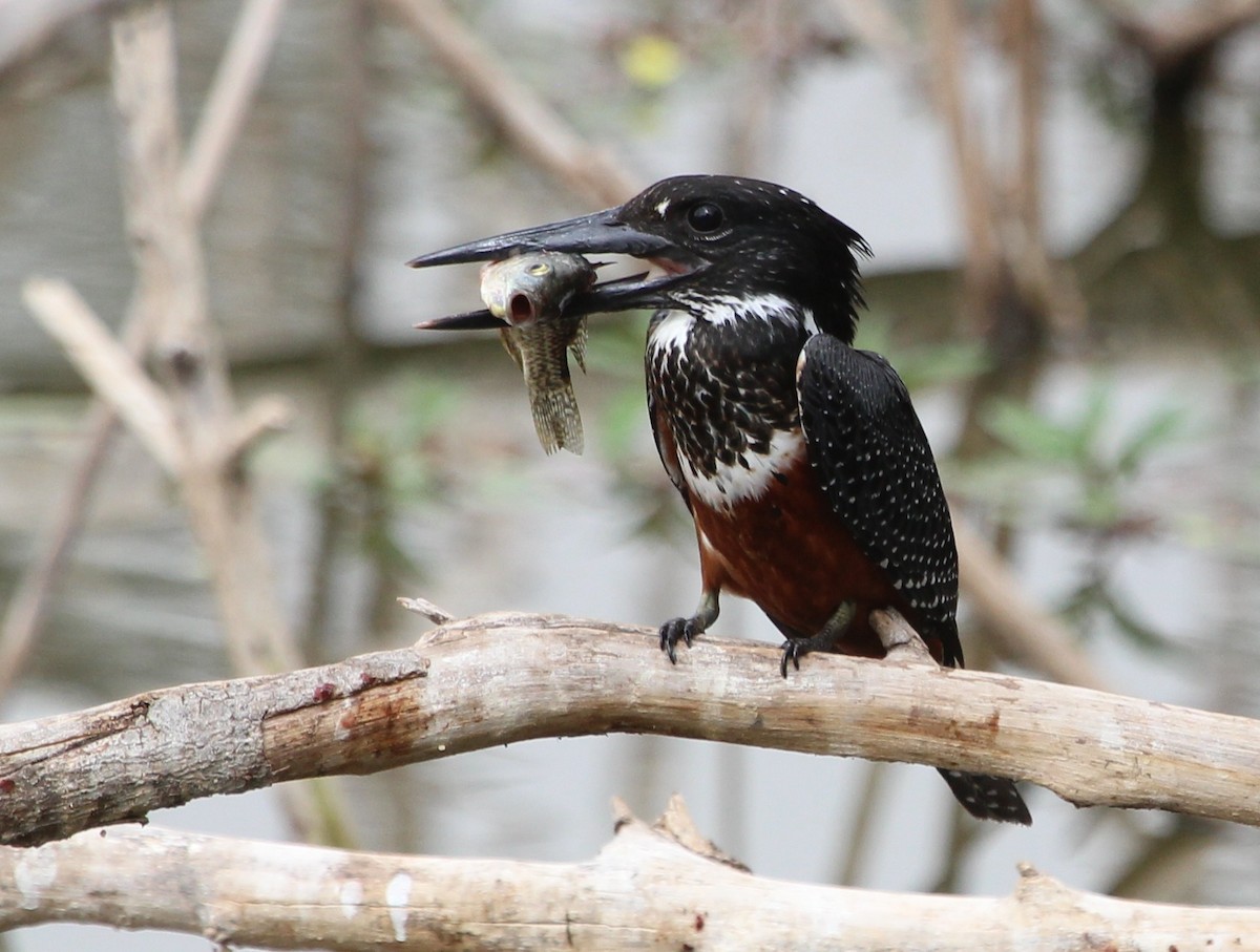 Giant Kingfisher - Justin Goldberg