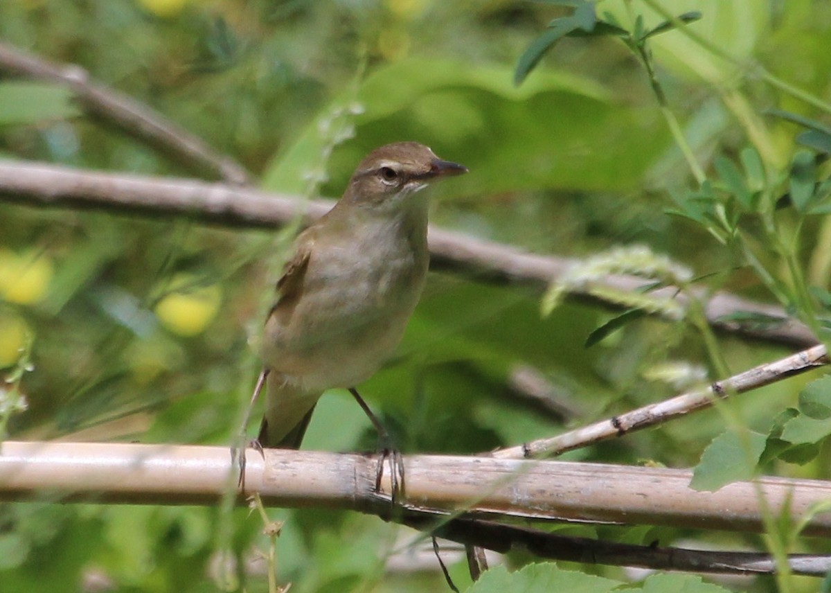 Great Reed Warbler - ML152743151