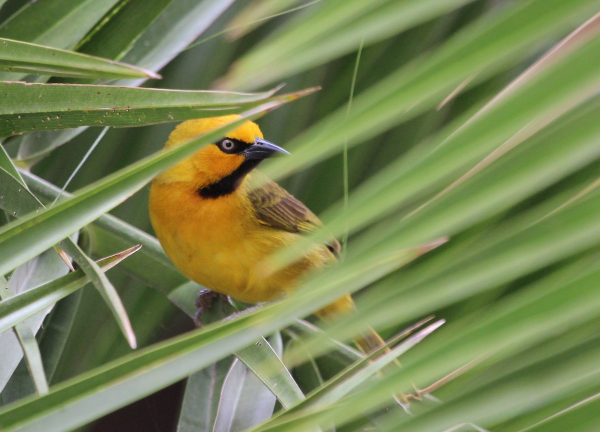 Spectacled Weaver - Justin Goldberg