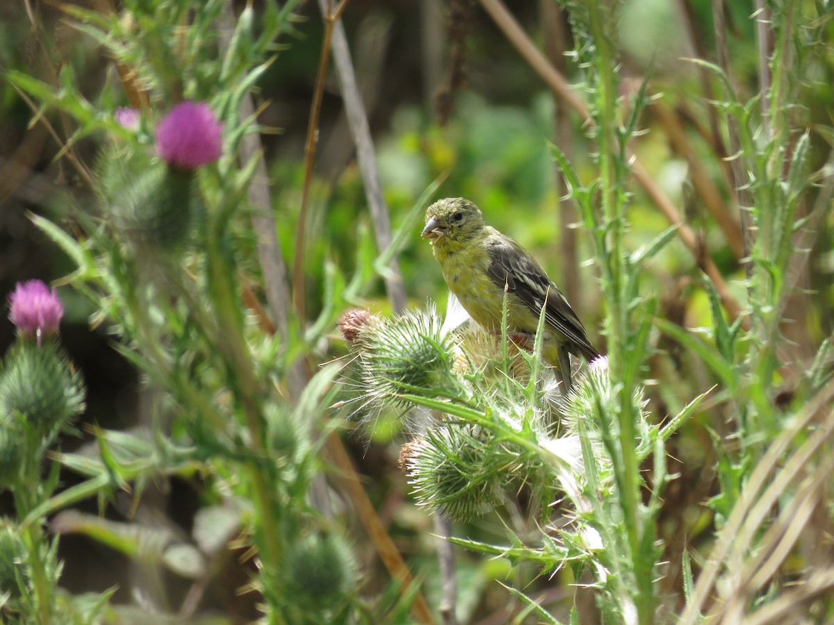 Lesser Goldfinch - ML152743391