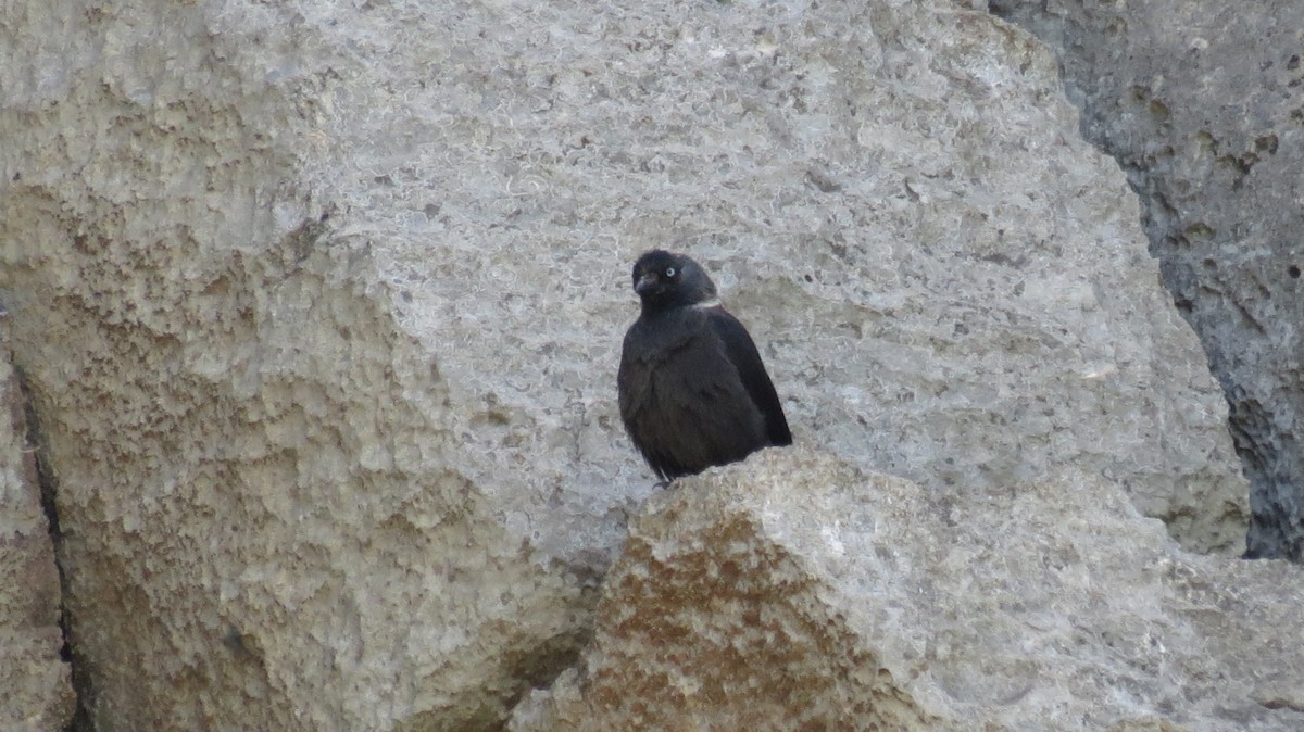 Eurasian Jackdaw - ML152743501