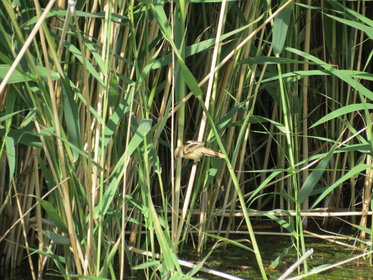 Bearded Reedling - ML152743771