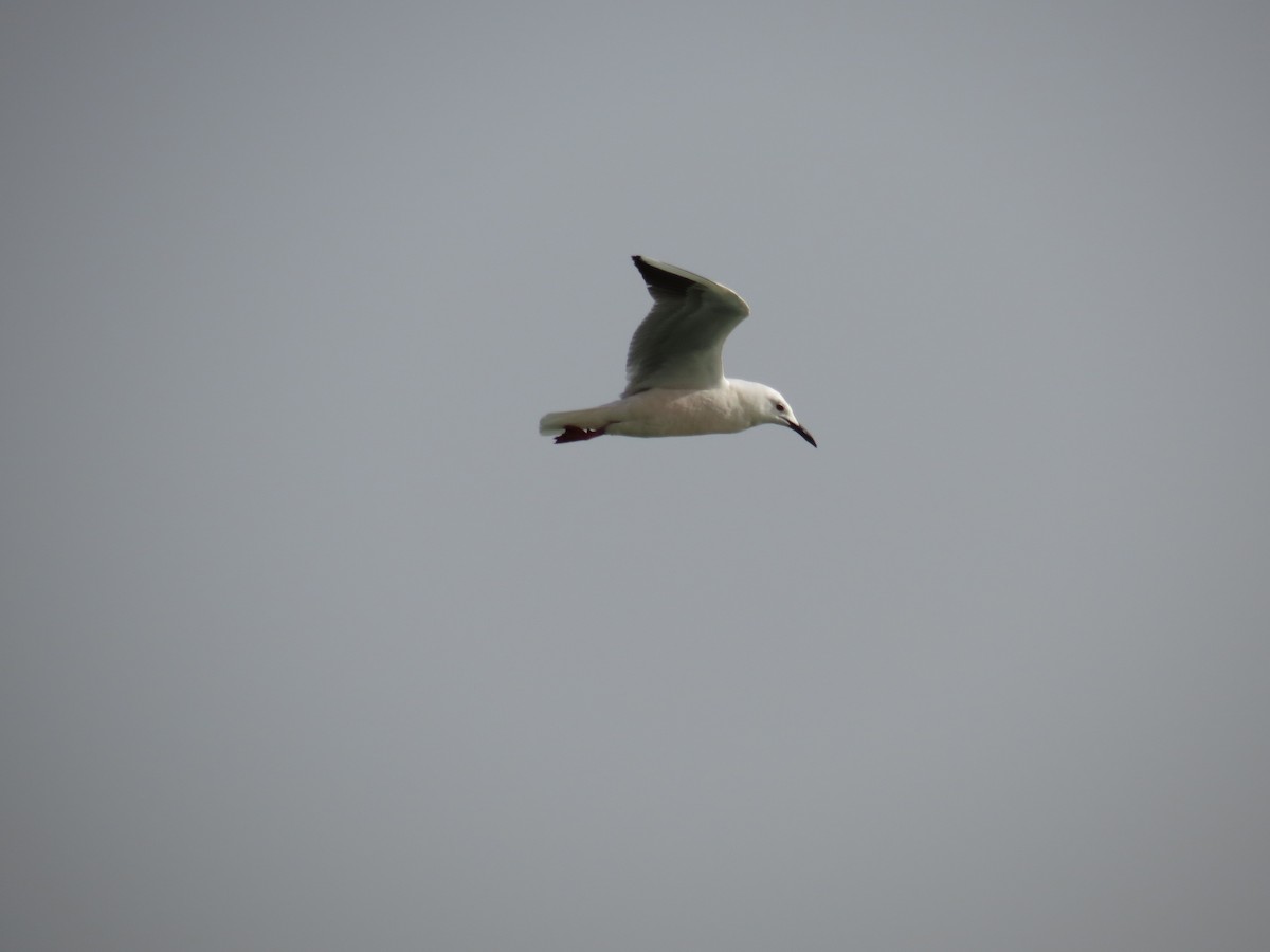 Slender-billed Gull - ML152745031