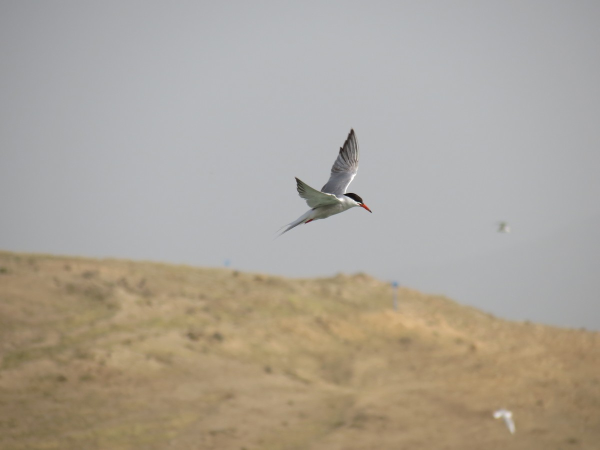 Common Tern - ML152745061