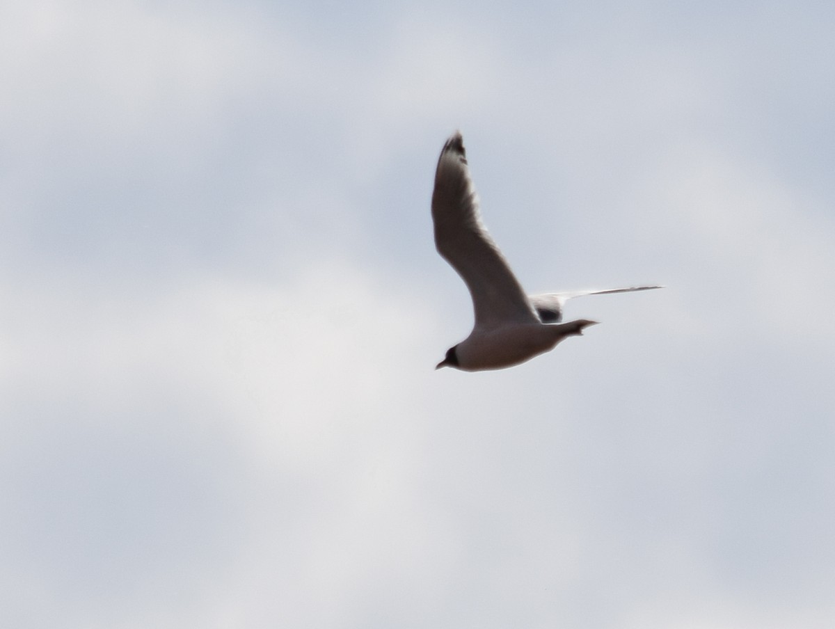 Franklin's Gull - ML152745281