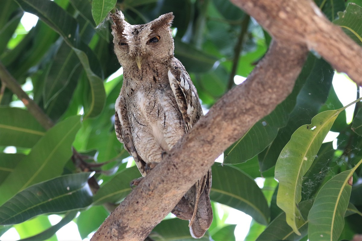 Pacific Screech-Owl - ML152746351