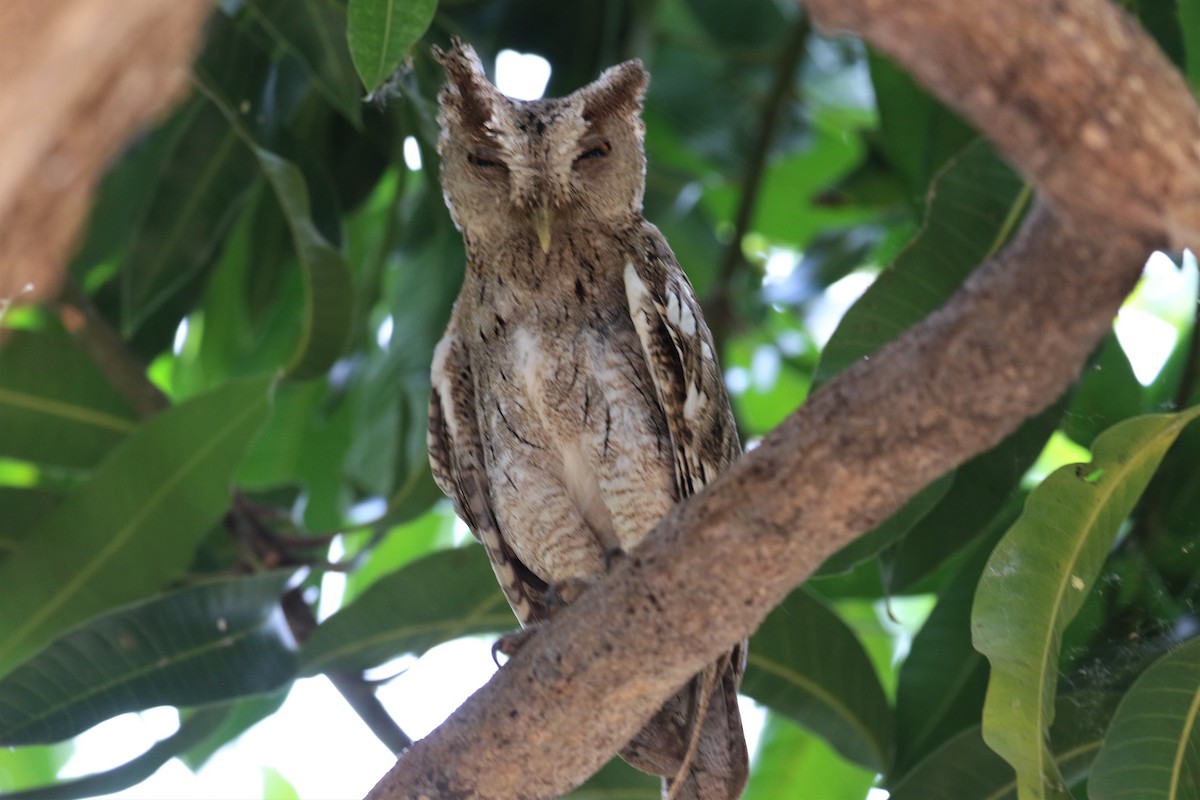 Pacific Screech-Owl - ML152746361