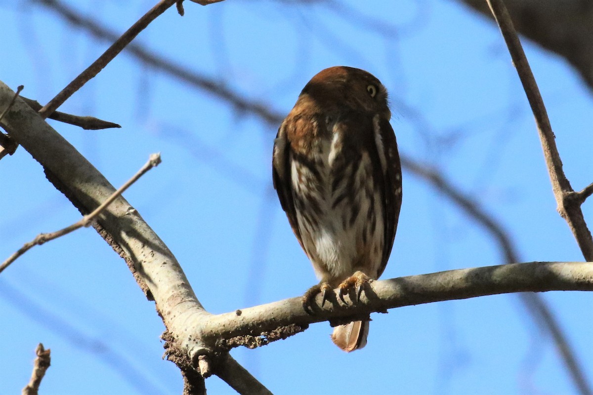 Ferruginous Pygmy-Owl - ML152746421