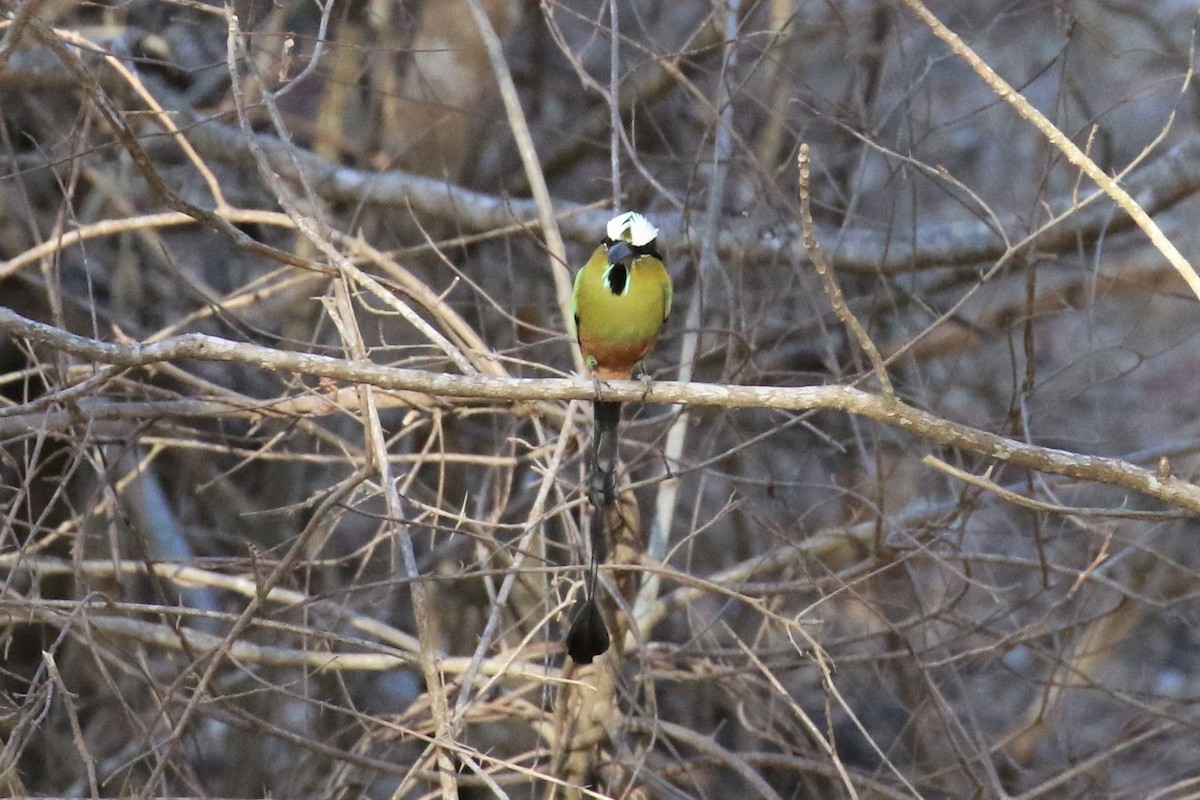 Turquoise-browed Motmot - Dan Orr