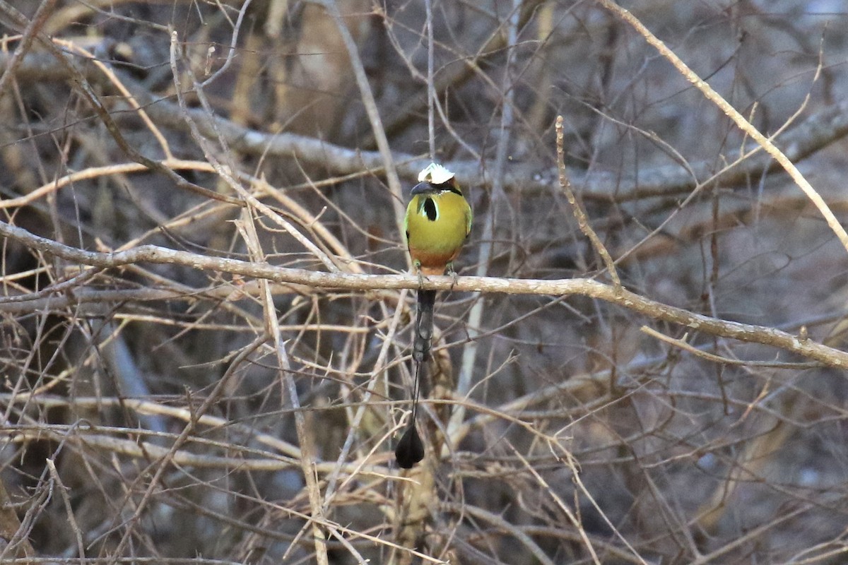 Turquoise-browed Motmot - Dan Orr