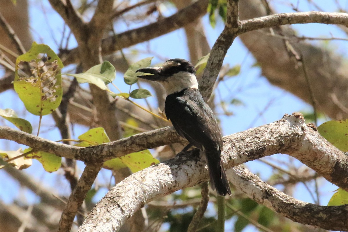 Weißnacken-Faulvogel - ML152746691