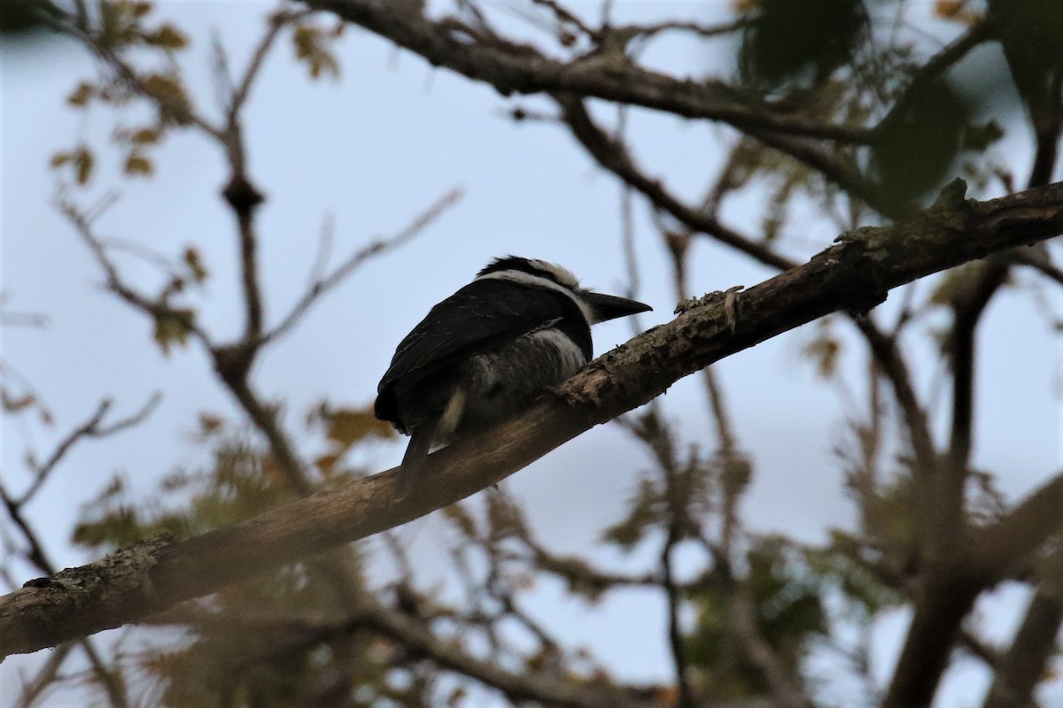 White-necked Puffbird - Dan Orr