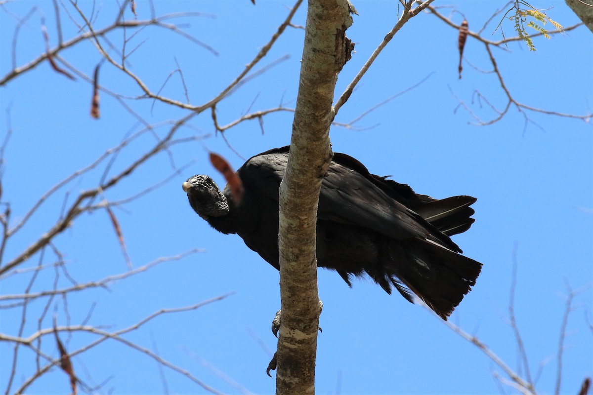 Black Vulture - ML152746861