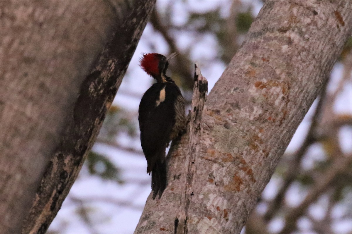 Lineated Woodpecker - Dan Orr