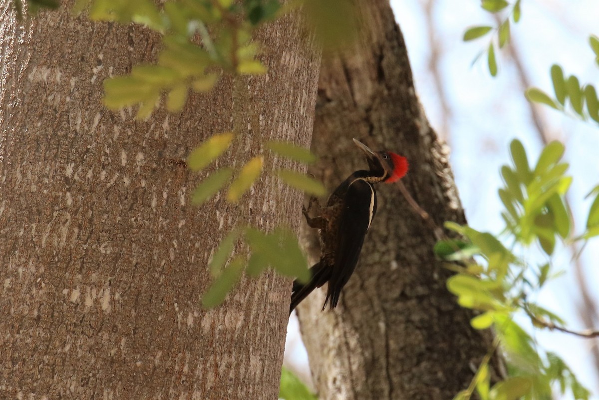 Lineated Woodpecker - ML152747021