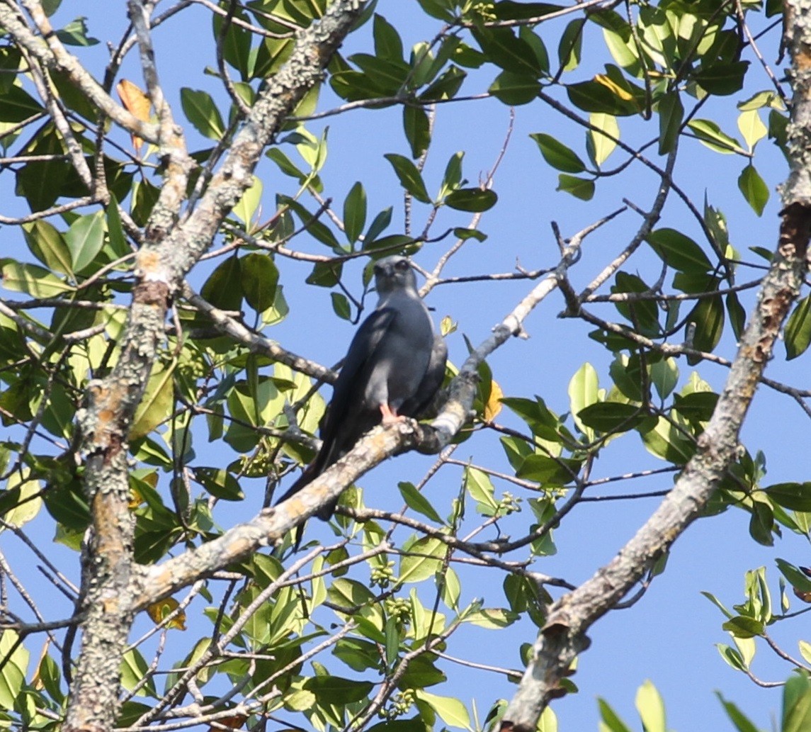 Plumbeous Kite - Don Coons