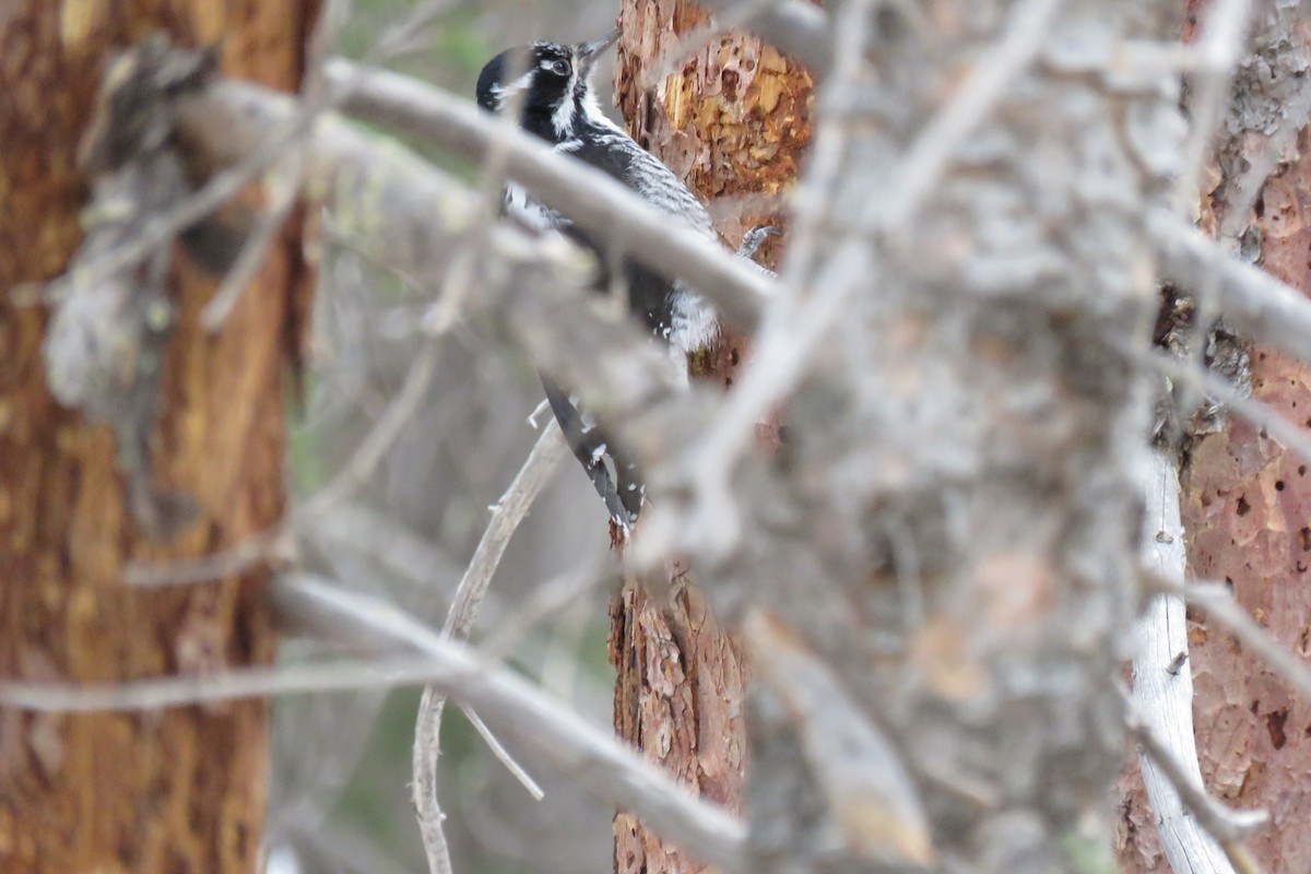 American Three-toed Woodpecker - ML152747201