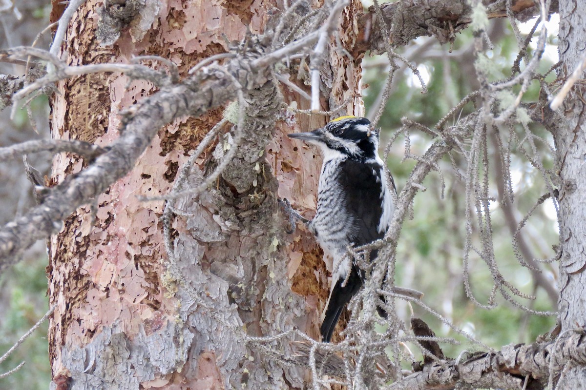 American Three-toed Woodpecker - ML152747311