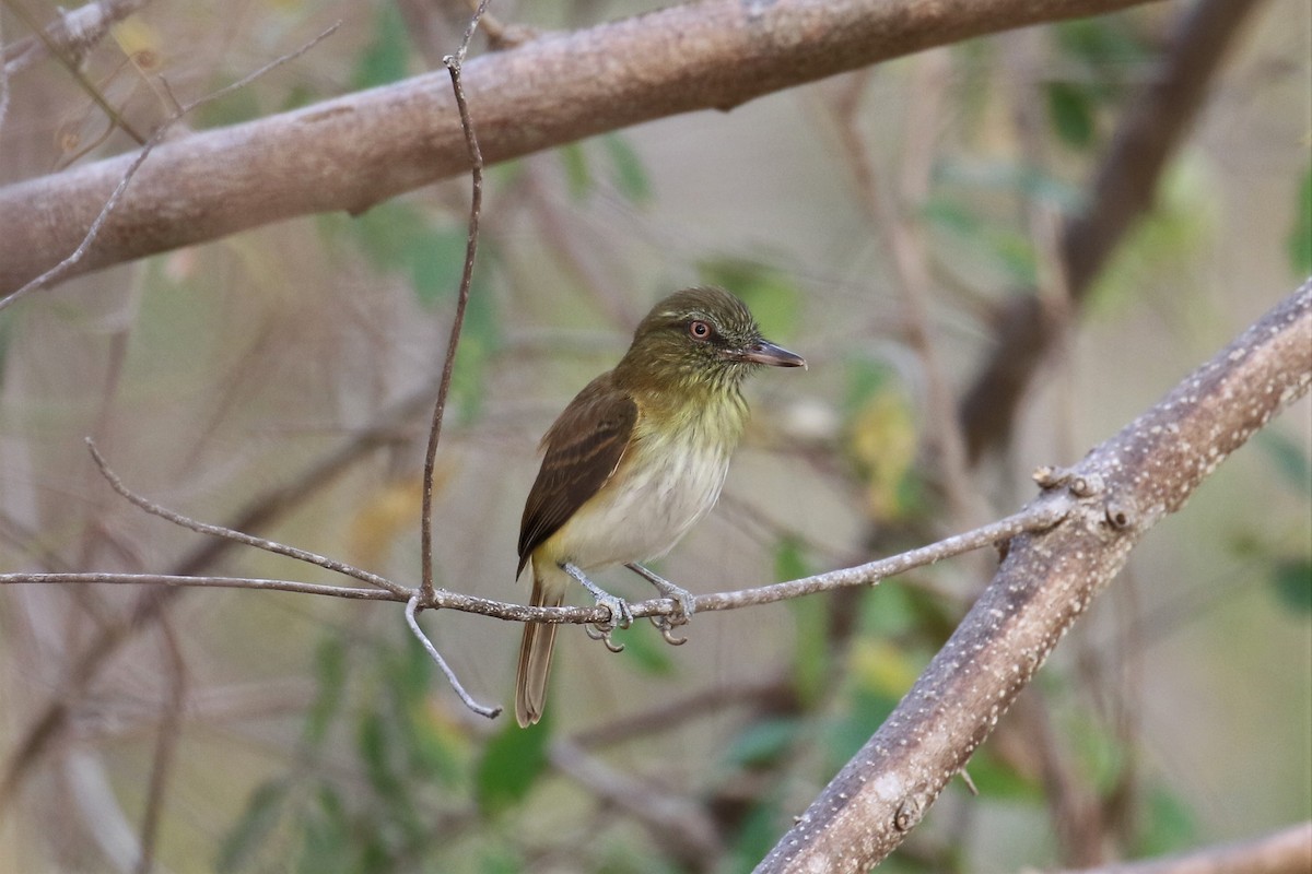 Bright-rumped Attila - Dan Orr