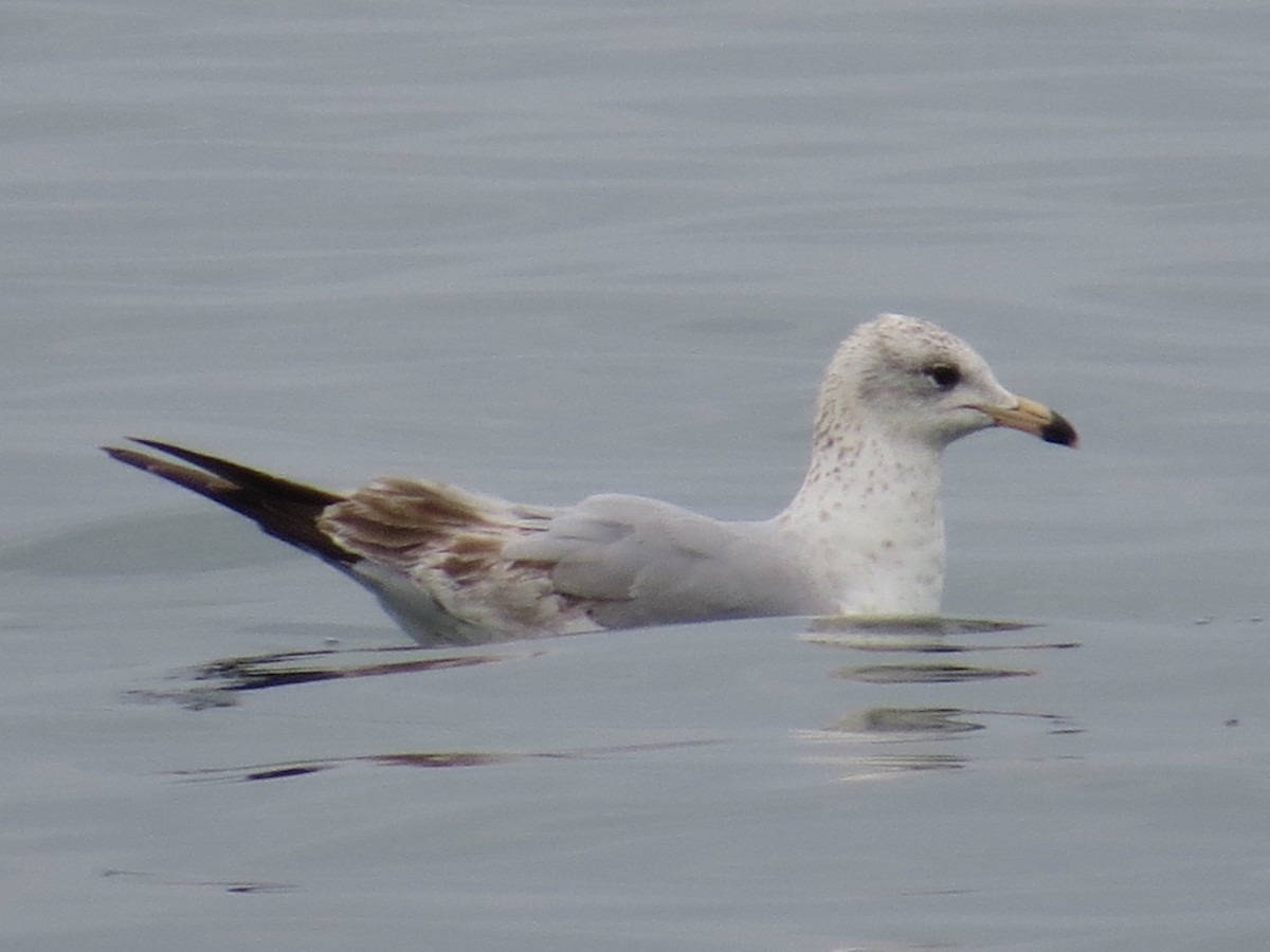 Ring-billed Gull - ML152747681