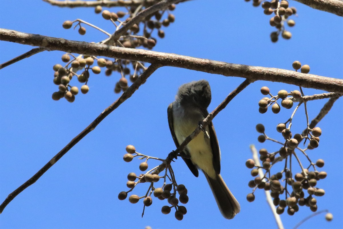 Nutting's Flycatcher - Dan Orr